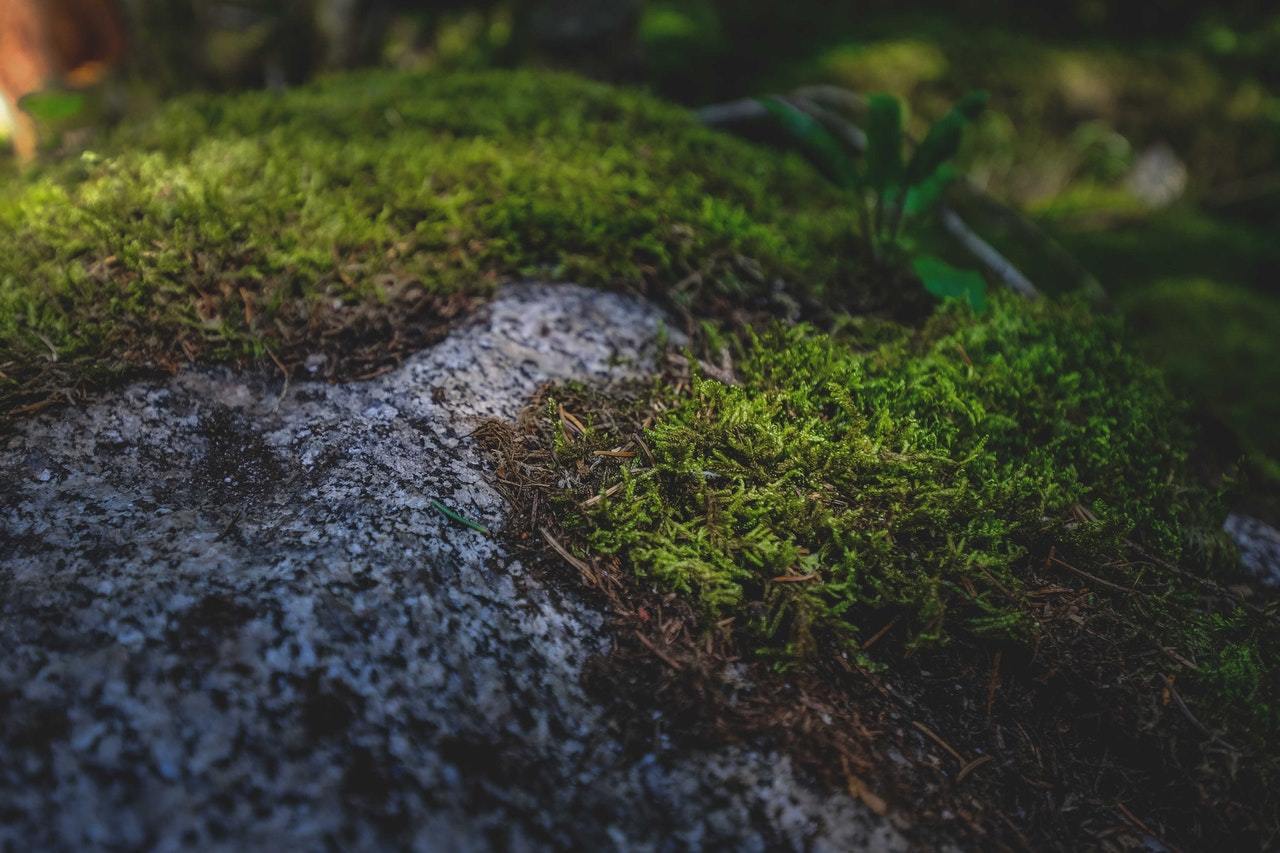 The Importance of Reforesting the World
